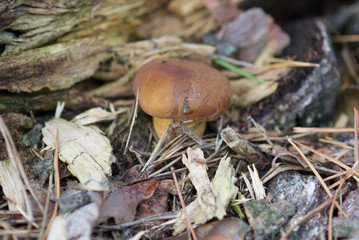 beautiful forest mushrooms from under Kiev