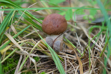 beautiful forest mushrooms from under Kiev