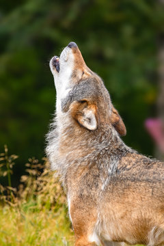 Large male grey wolf howling loud in the forest