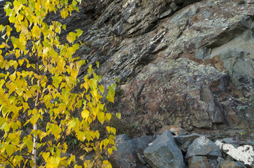 Tree with yellow leaves against the rocks
