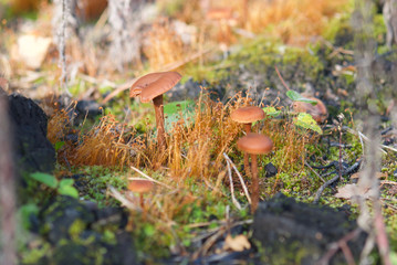 beautiful forest mushrooms from under Kiev