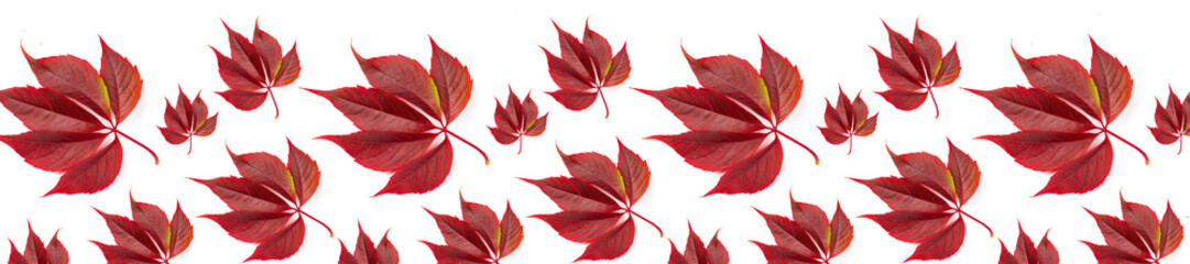 panorama autumn pattern of red leaves of wild grapes