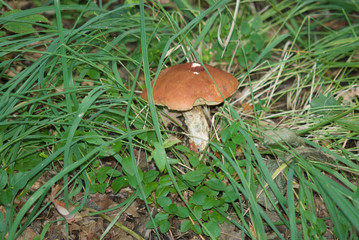 beautiful forest mushrooms from under Kiev