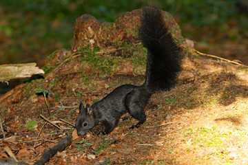 Eichhörnchen