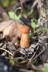 beautiful forest mushrooms from under Kiev