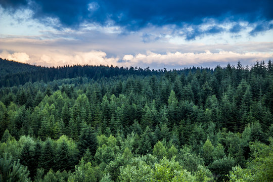 Fototapeta spruce forest landscape