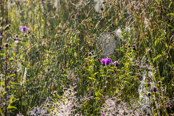 morning dew on a spider web