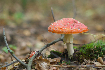 beautiful forest mushrooms from under Kiev