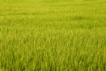 Green field background.