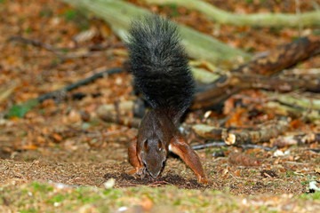 Eichhörnchen