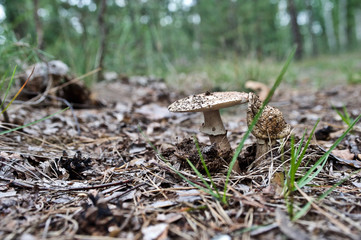 beautiful forest mushrooms from under Kiev