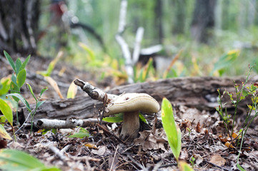 beautiful forest mushrooms from under Kiev