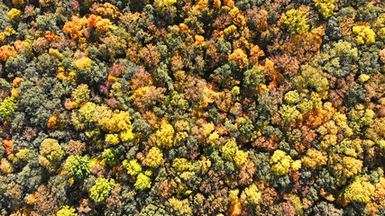 Aerial. Multicolored foliage of an autumn forest landscape view above.