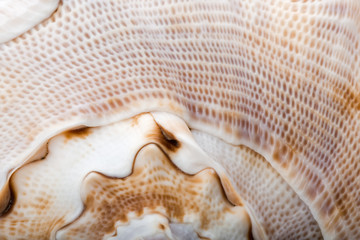 spiral shell...