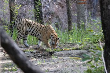 Fototapeta na wymiar A tigress approaching the waterhole inside Pench tiger reserve