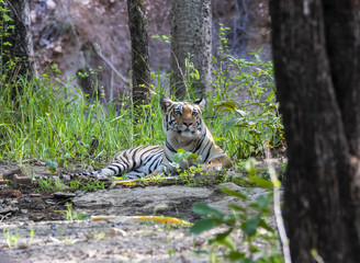 A tigress sitting near a waterhole inside Pench tiger reserve