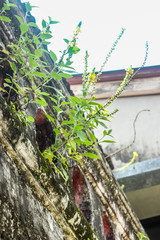 plant on the wall
