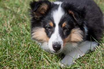 Cute puppy of shetland sheepdog is lying in the green grass. Close up. Three month old.