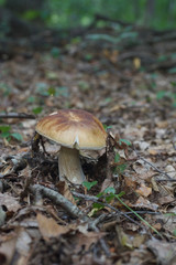 beautiful forest mushrooms from under Kiev
