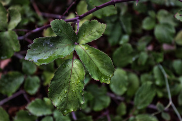 HOJA VERDE DE OTOÑO COLGADA DE RAMA