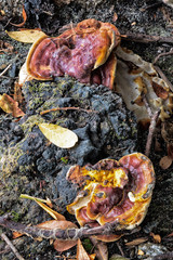 SETAS A LA ORILLA DEL LAGO