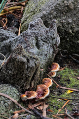 SETAS RESGUARDADAS POR LA ROCA