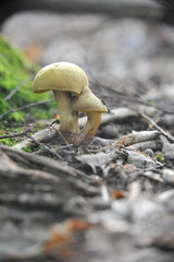 beautiful forest mushrooms from under Kiev