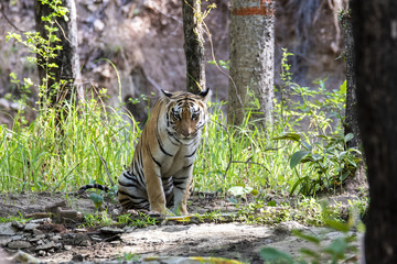 Fototapeta na wymiar A tigress sitting near a waterhole inside Pench tiger reserve
