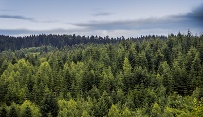 spruce forest landscape