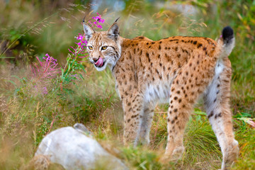 Naklejka na ściany i meble Lynx mother and cute young cubs playing in the grass
