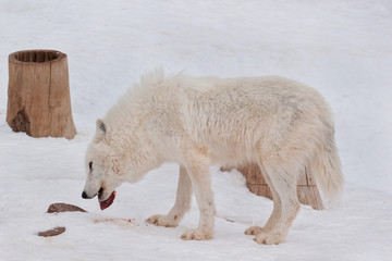 Wild alaskan tundra wolf is eating a piece of meat. Canis lupus arctos. Polar wolf or white wolf.