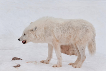 Wild alaskan tundra wolf is eating a piece of meat. Polar wolf or white wolf.