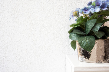 blue Hydrangea flowers in a pot on a white background on wooden shelve