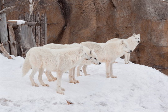 Three wild alaskan tundra wolves are playing on white snow. Canis lupus arctos. Polar wolf or white wolf.