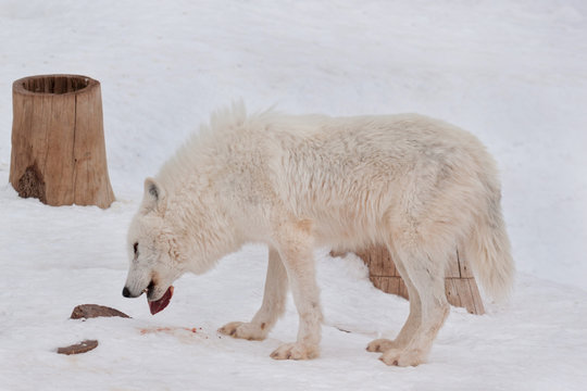 Wild alaskan tundra wolf is eating a piece of meat. Canis lupus arctos. Polar wolf or white wolf.