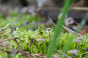 beautiful forest mushrooms from under Kiev