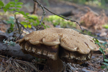 beautiful forest mushrooms from under Kiev