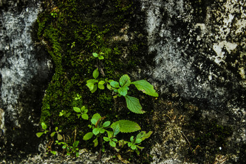 green moss