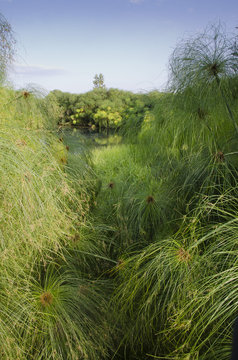 Papyrus (Cyperus papyrus) on Fiume Ciane, Sicily