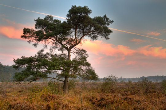 Scots pine on a heath in early morning, orange colored clouds and contrail in the sky