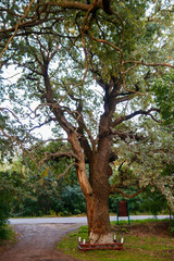 Tall green oak tree in park