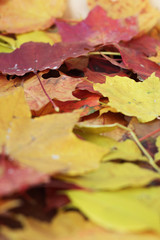 Autumn background from colorful leaves, selective focus, close up
