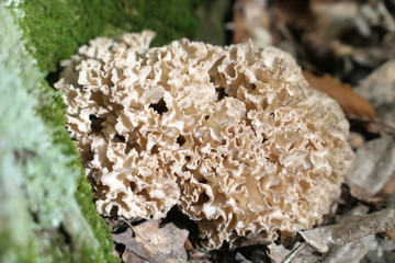 cauliflower fungus (Sparassis crispa) on a tree trunk of beech forest