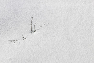 Winter, snow, branch under snow in forest.  Nature background in cold tones with free space for text. Minimalism.