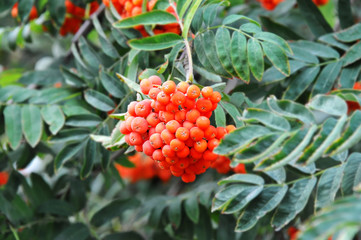 Rowan berries, Mountain ash (Sorbus)