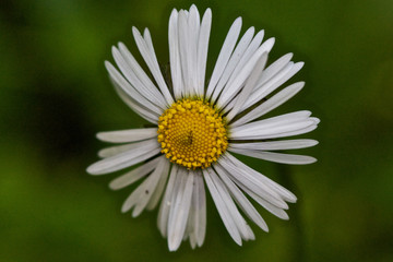 Fototapeta premium daisy in the grass