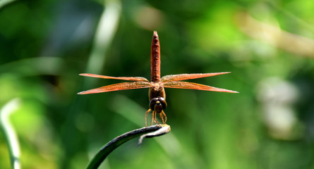 dragonfly sit and watch