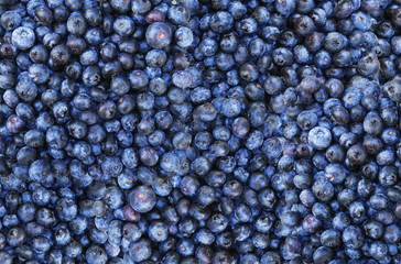 Pile of Blueberries 1