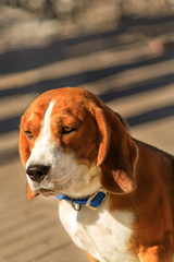 Cute red dog, portrait