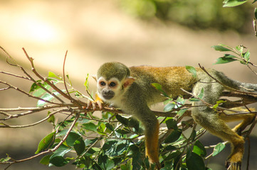 Monkey relaxing on tree branch 